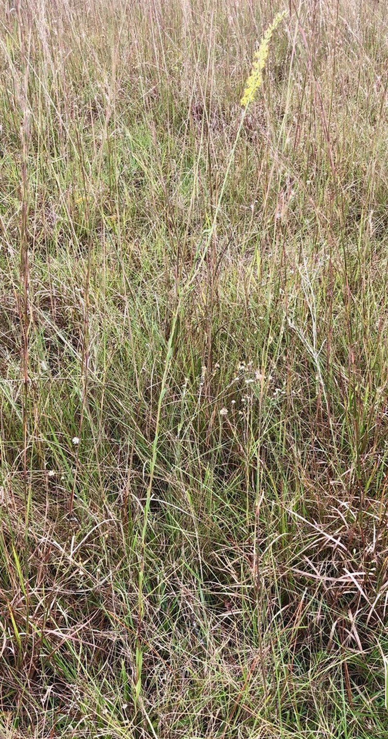 Solidago virgata photo 3