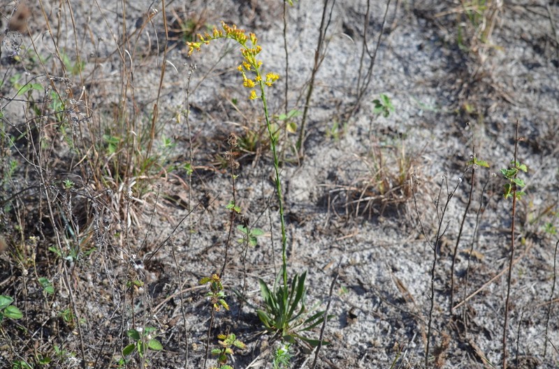 Solidago virgata photo 4