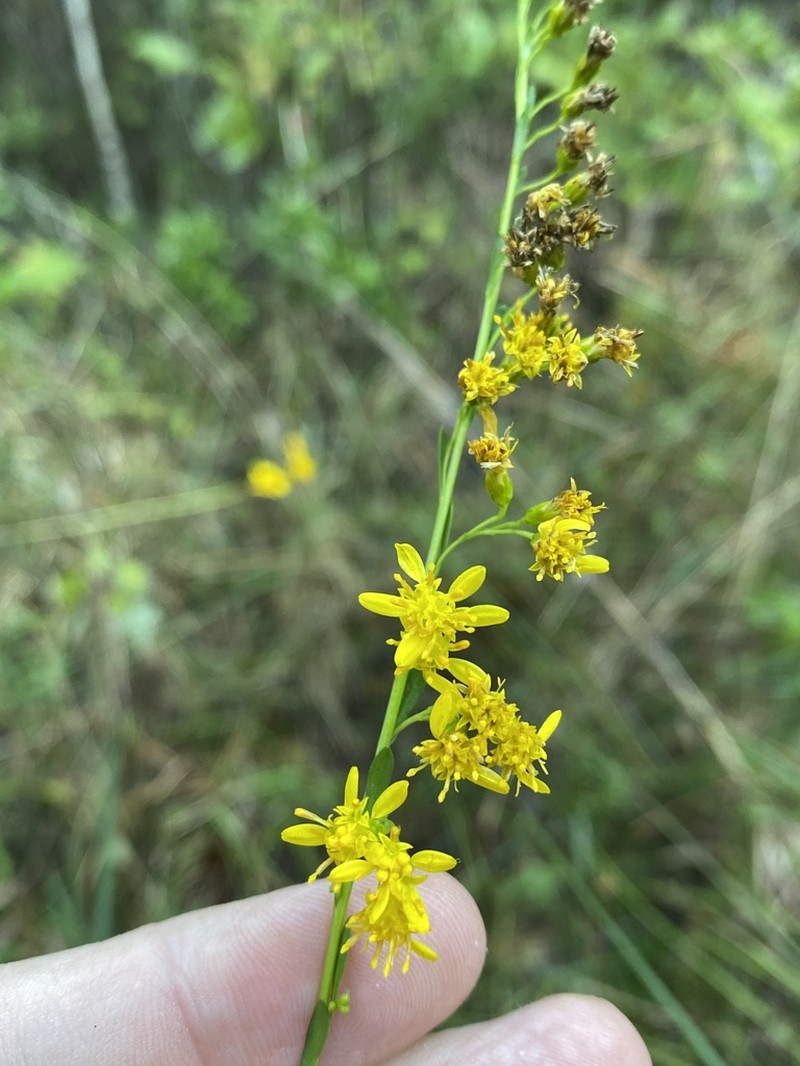 Solidago virgata photo 5