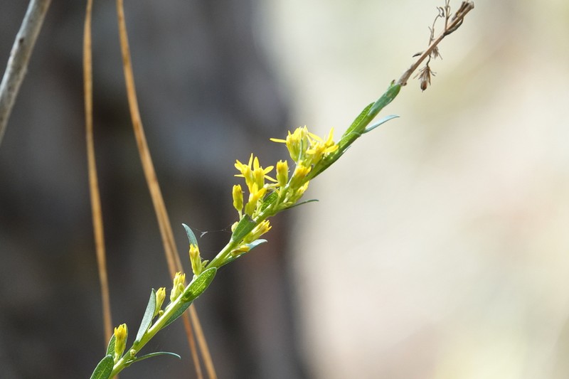 Solidago virgata photo 6