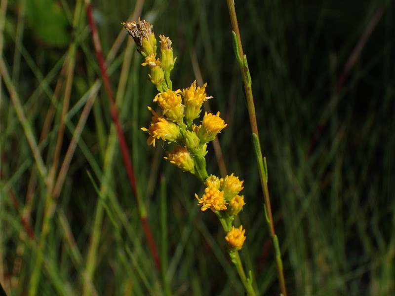 Solidago virgata photo 7