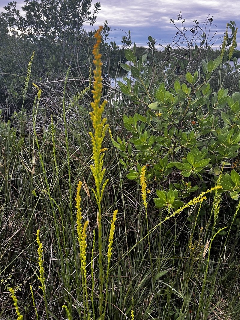 Solidago virgata photo 8