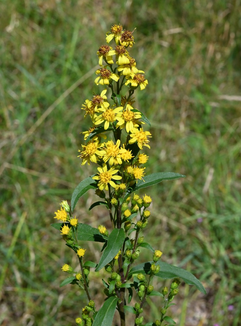Solidago virgaurea