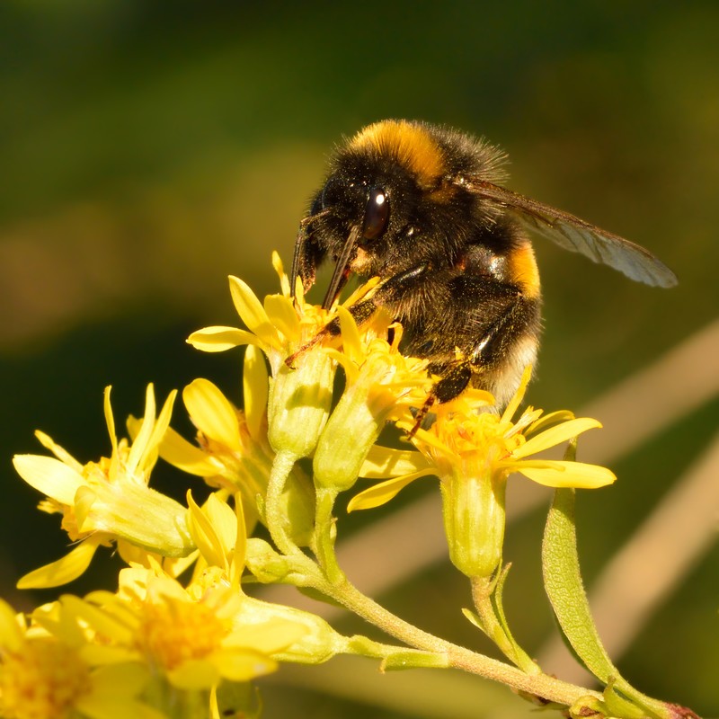 Solidago virgaurea photo 2