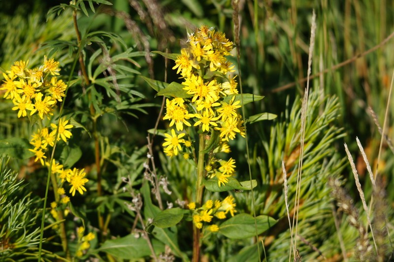 Solidago virgaurea photo 3