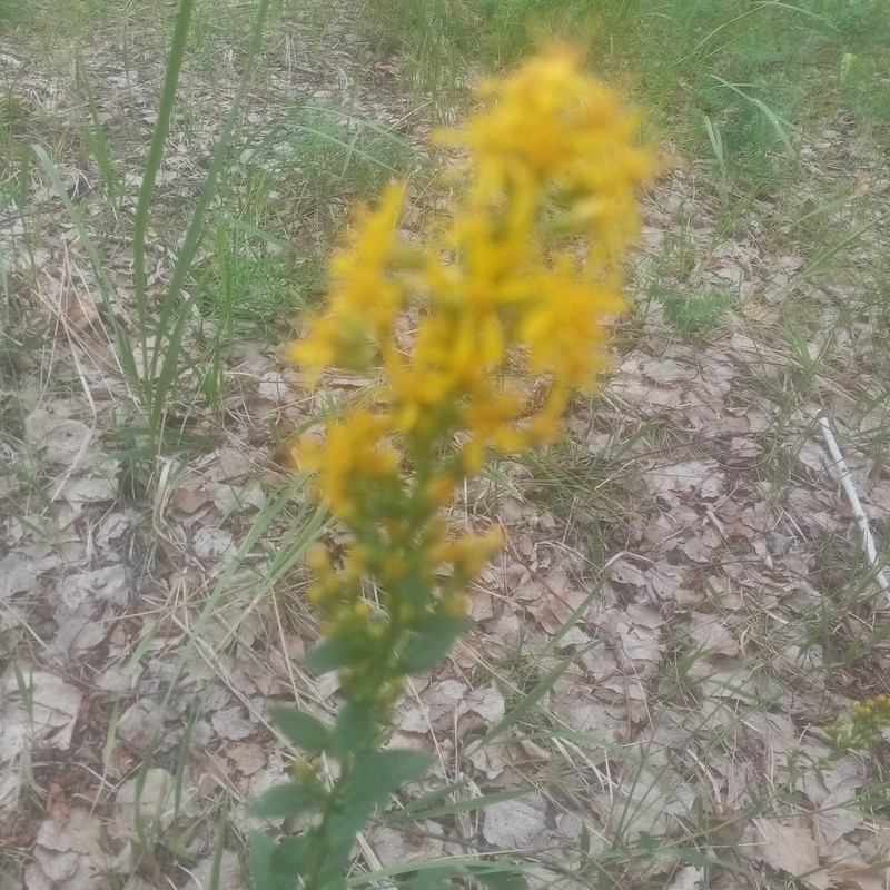 Solidago virgaurea photo 4