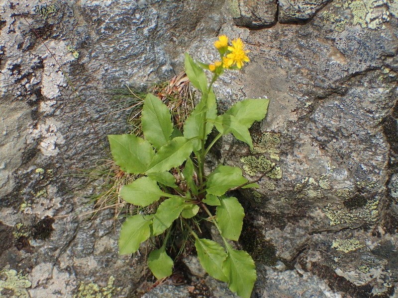 Solidago virgaurea photo 5