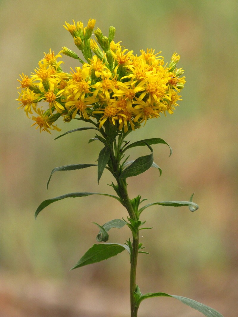 Solidago virgaurea photo 6