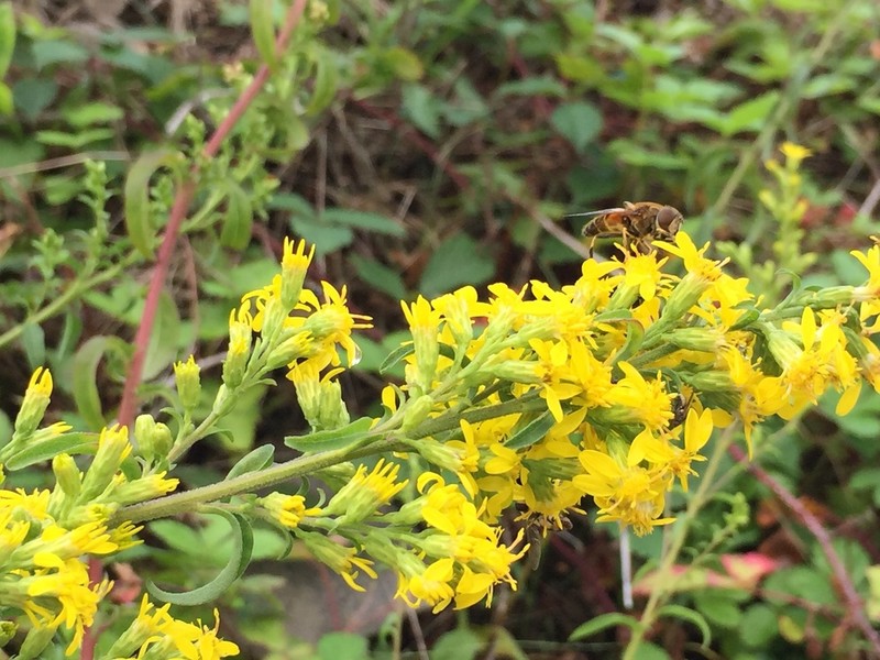 Solidago virgaurea photo 7