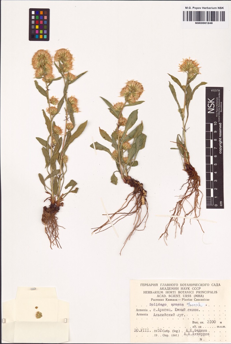 Solidago virgaurea subsp. armena