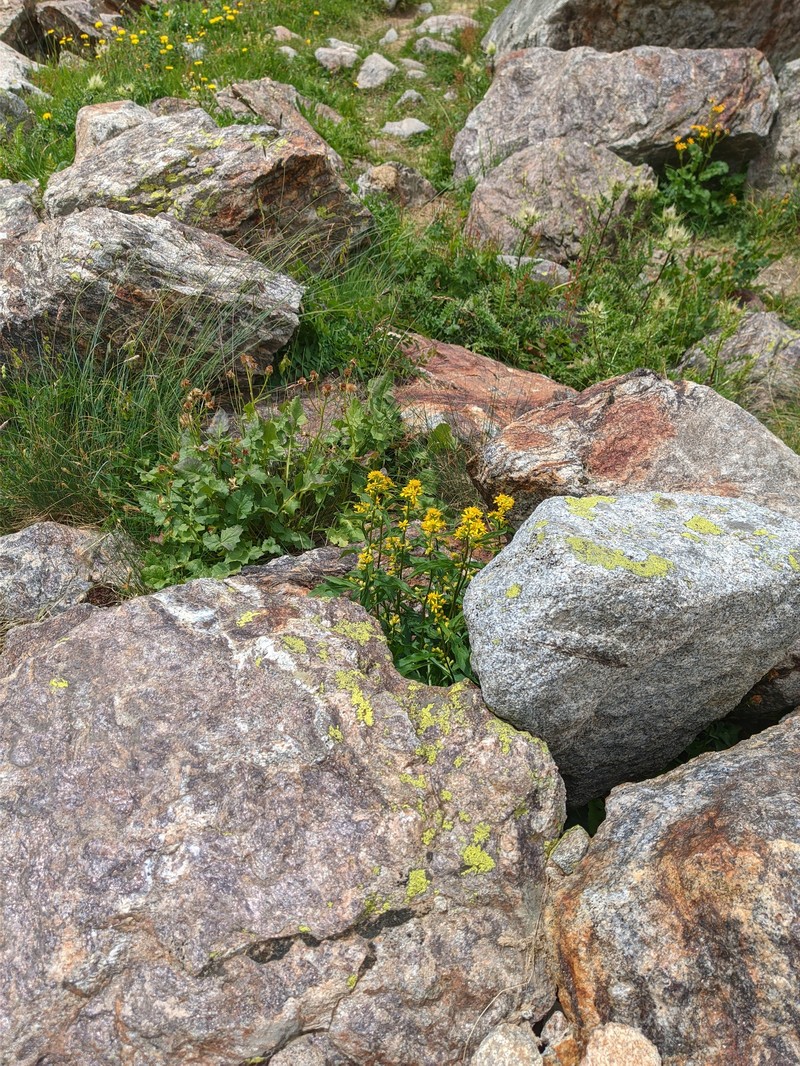 Solidago virgaurea subsp. caucasica