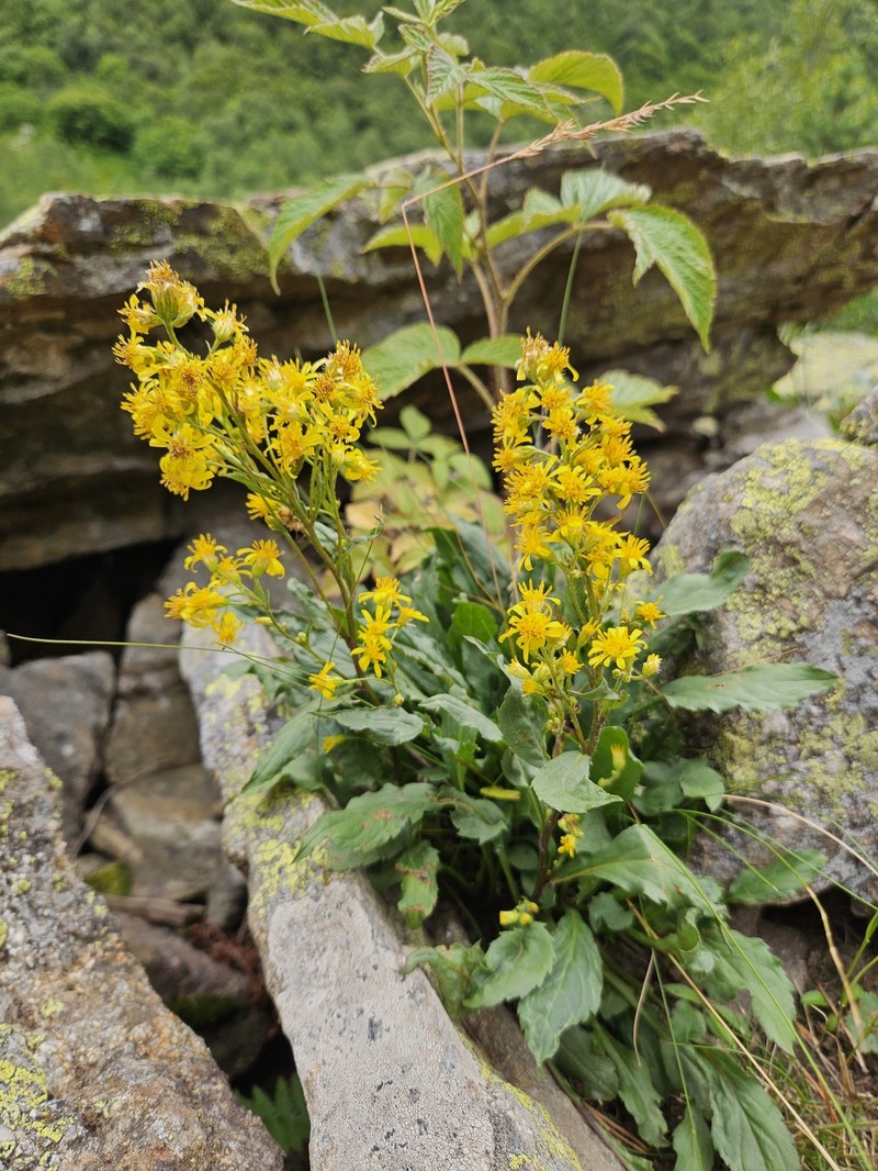 Solidago virgaurea subsp. caucasica photo 2