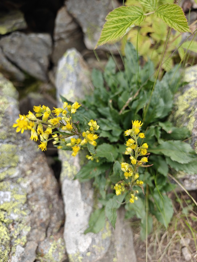 Solidago virgaurea subsp. caucasica photo 3