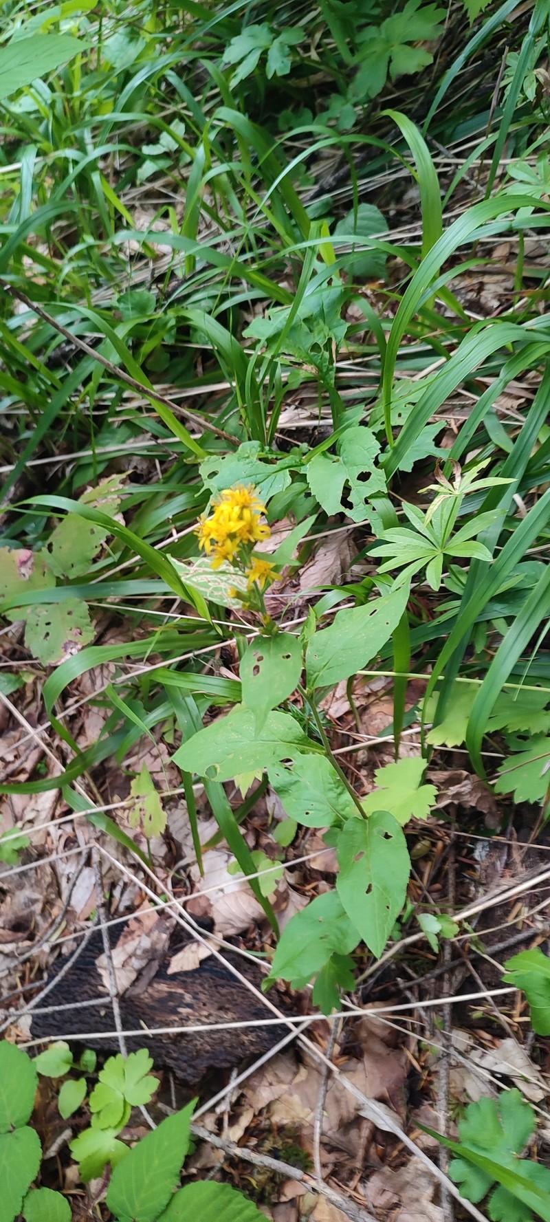 Solidago virgaurea subsp. caucasica photo 4