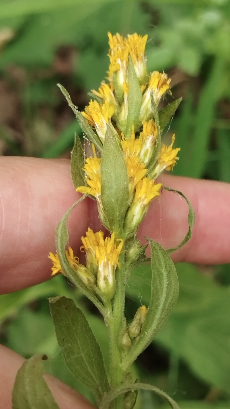 Solidago virgaurea subsp. caucasica photo 5