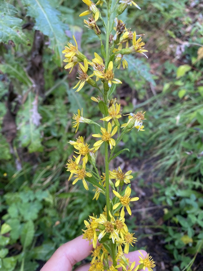 Solidago virgaurea subsp. caucasica photo 6