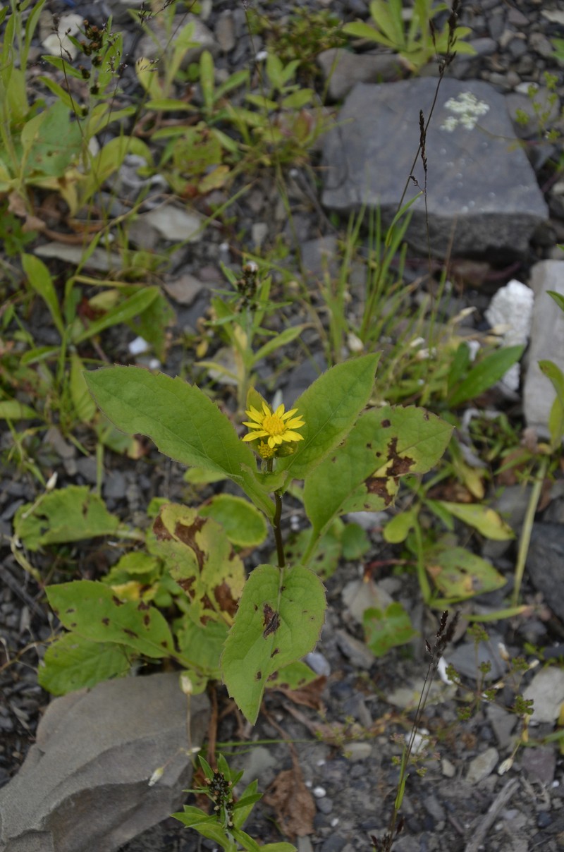 Solidago virgaurea subsp. caucasica photo 7