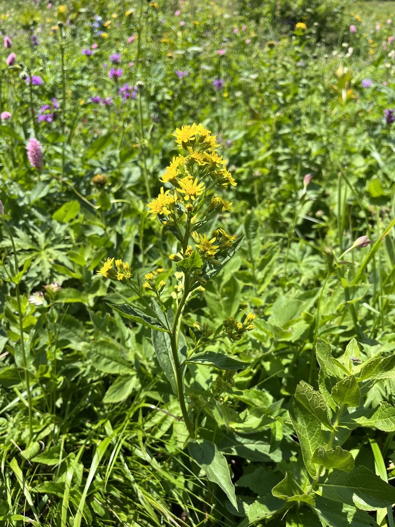 Solidago virgaurea subsp. caucasica photo 8