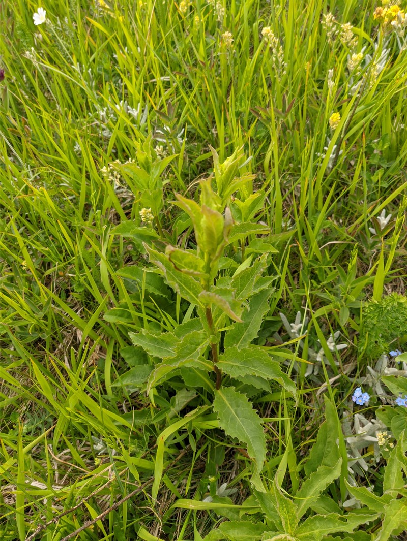 Solidago virgaurea subsp. jailarum