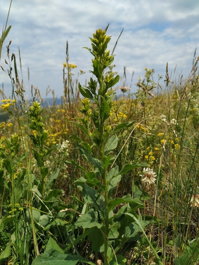 Solidago virgaurea subsp. jailarum photo 2