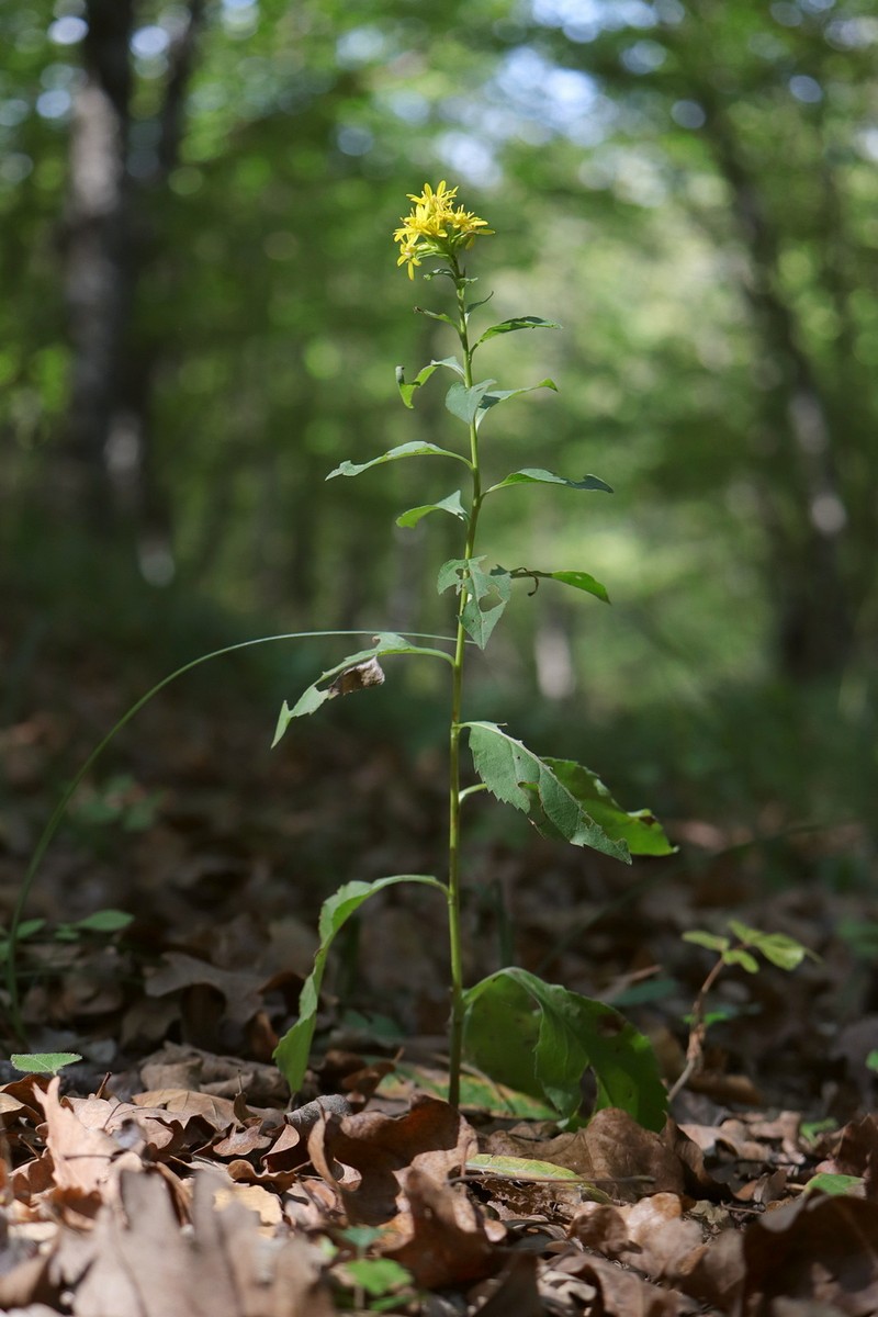 Solidago virgaurea subsp. jailarum photo 3