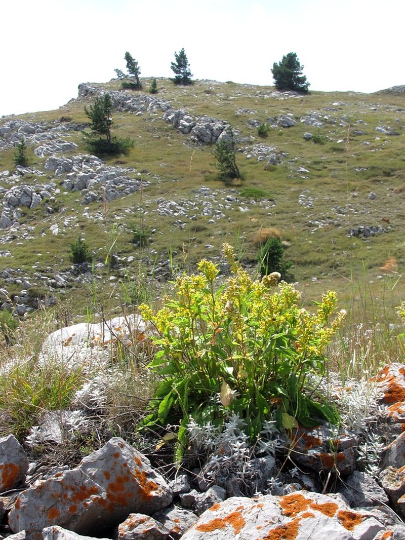 Solidago virgaurea subsp. jailarum photo 4