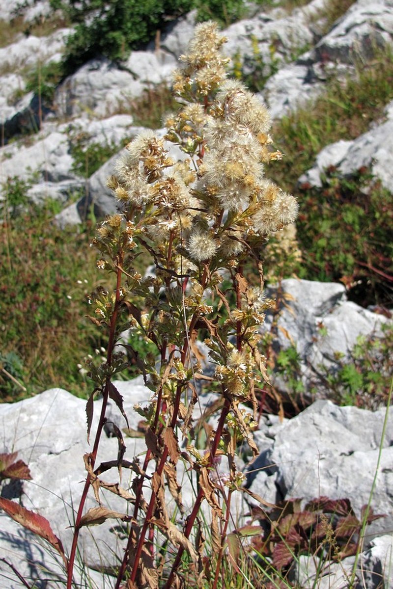 Solidago virgaurea subsp. jailarum photo 5