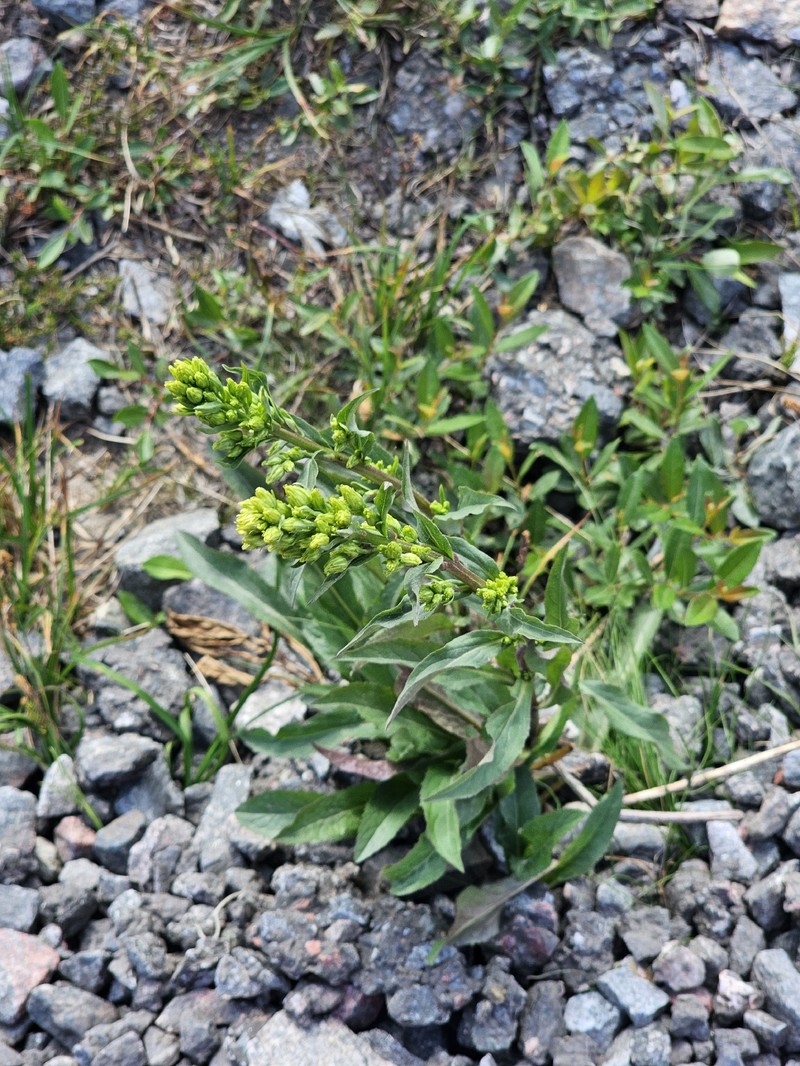 Solidago virgaurea subsp. lapponica