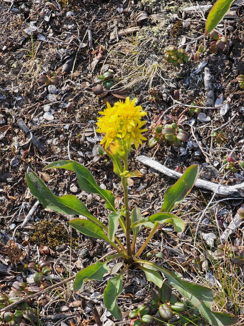 Solidago virgaurea subsp. lapponica photo 2