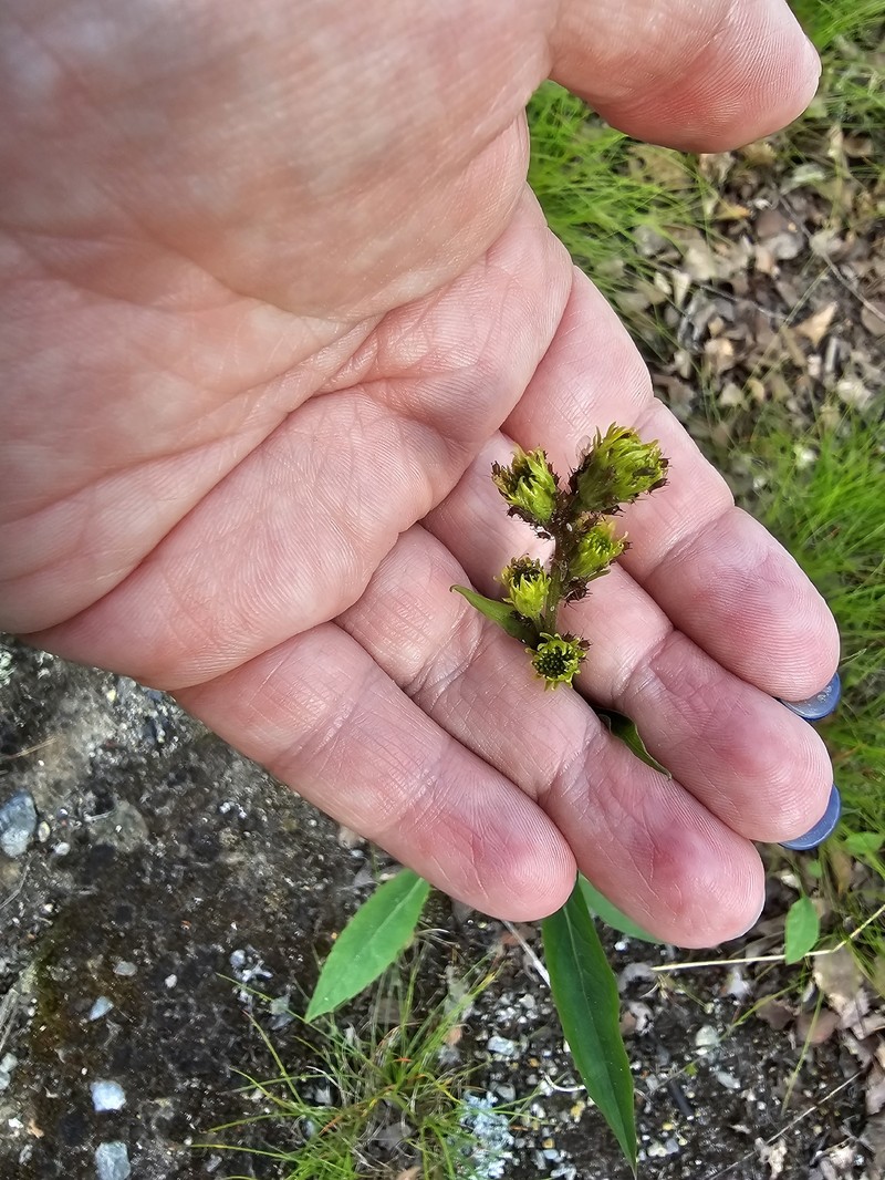 Solidago virgaurea subsp. lapponica photo 3