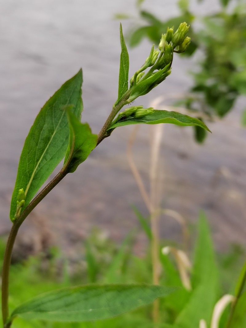 Solidago virgaurea subsp. lapponica photo 4