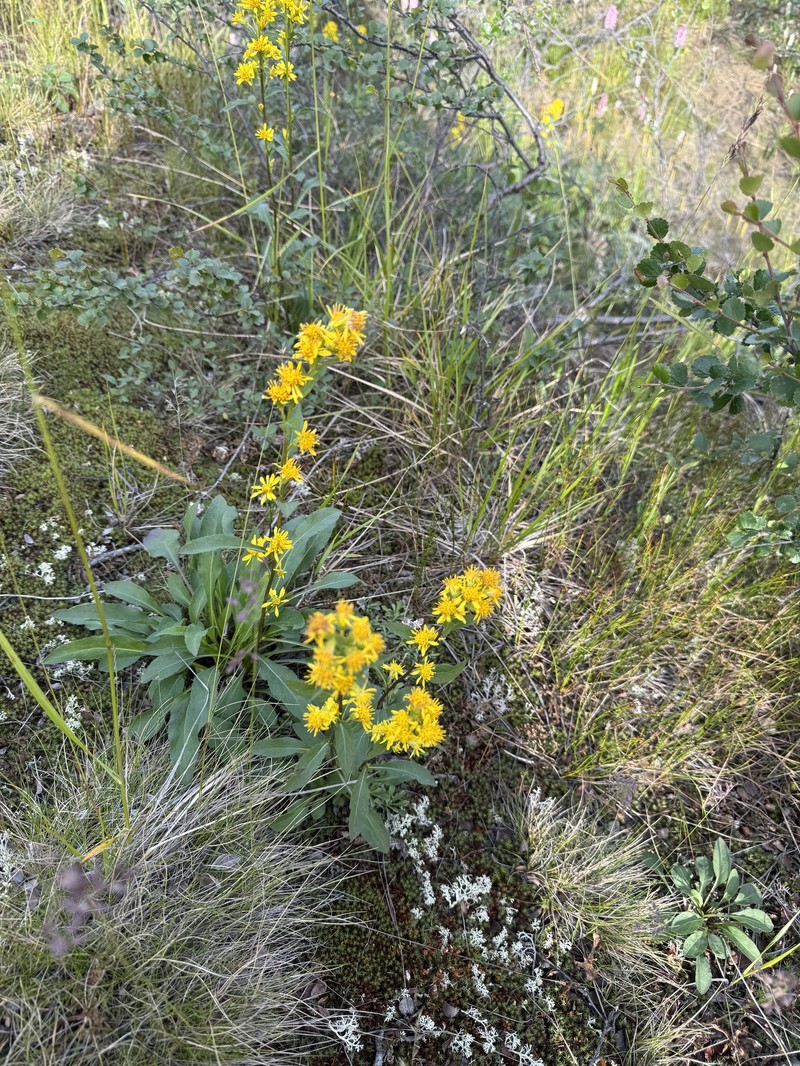 Solidago virgaurea subsp. lapponica photo 5