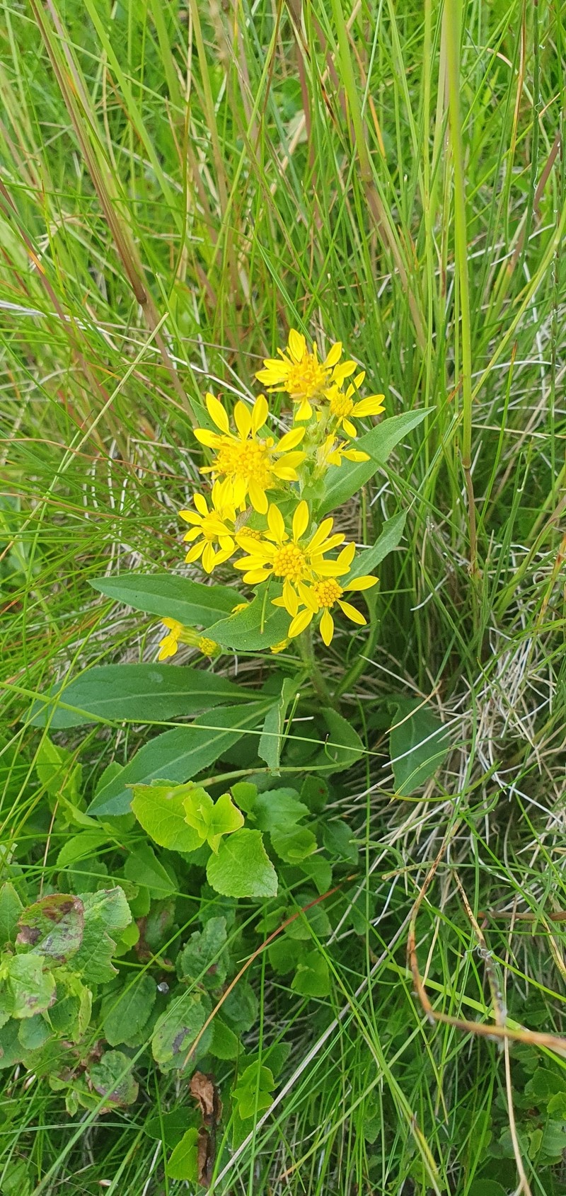 Solidago virgaurea subsp. minuta