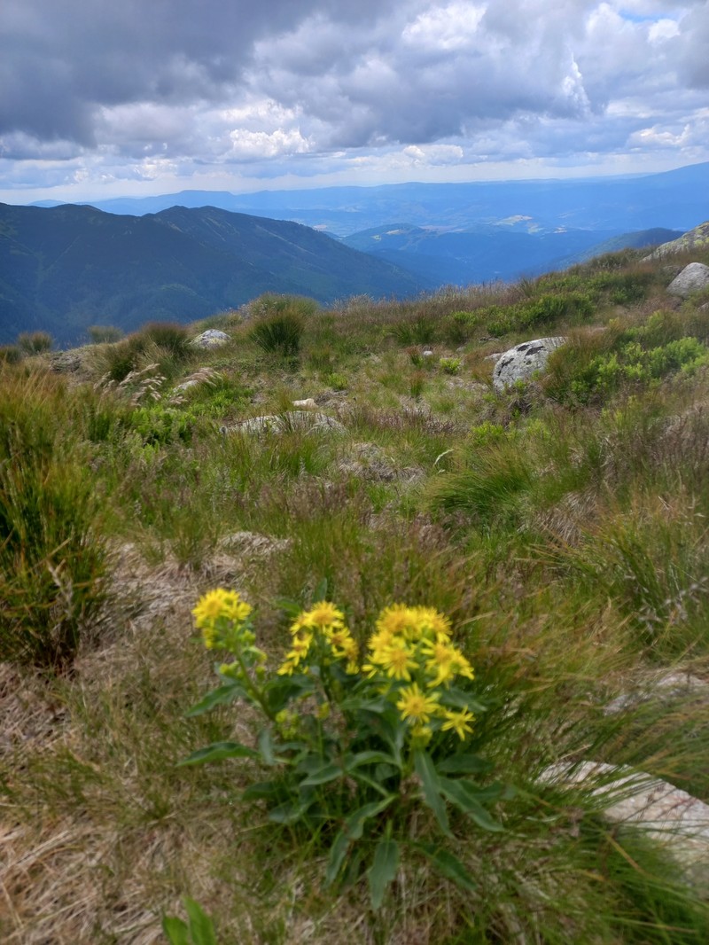 Solidago virgaurea subsp. minuta photo 2