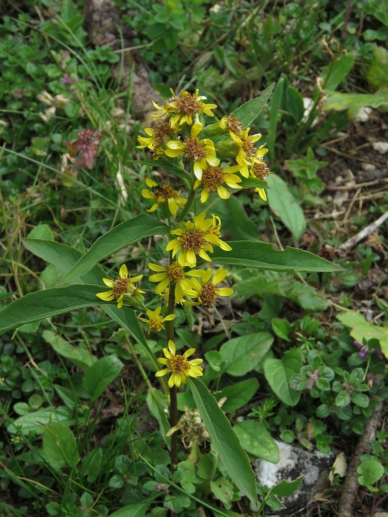 Solidago virgaurea subsp. minuta photo 3