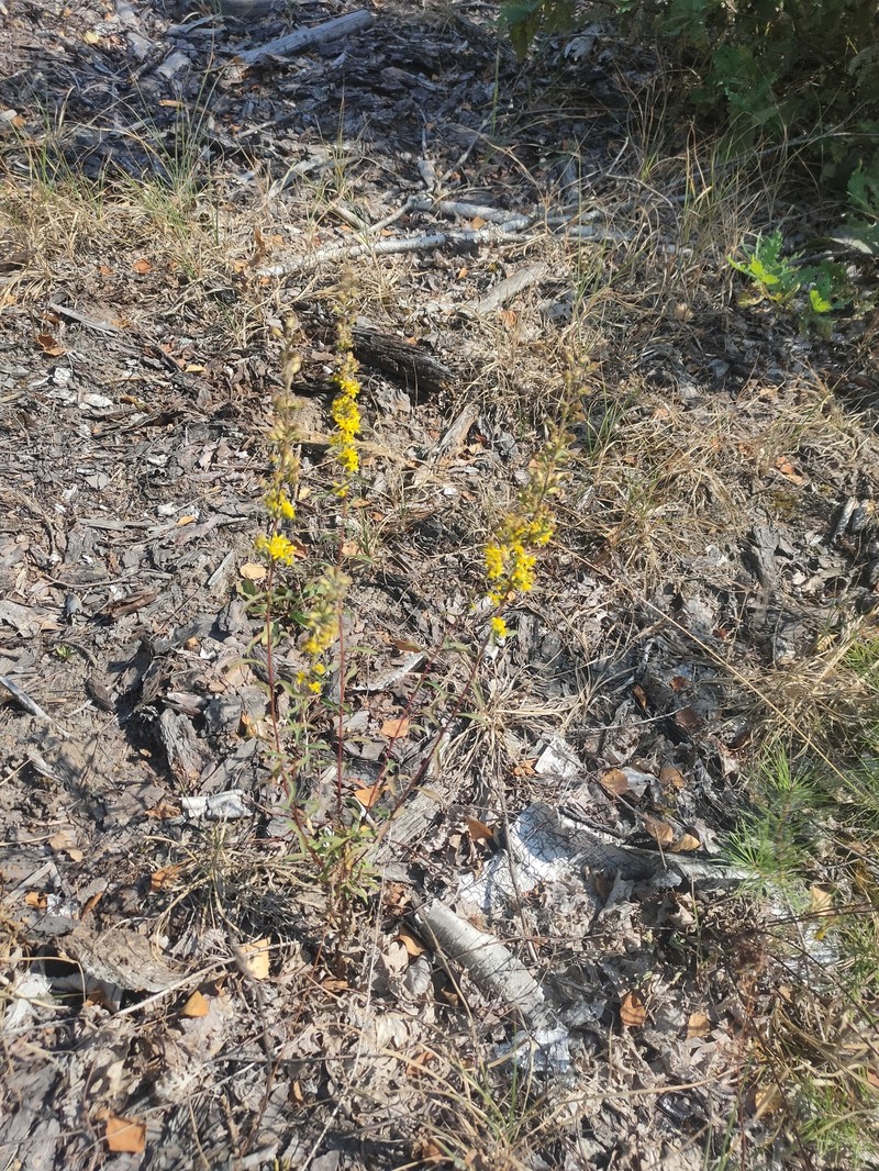 Solidago virgaurea subsp. taurica