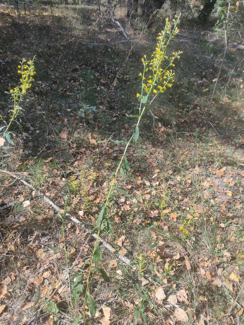 Solidago virgaurea subsp. taurica photo 2