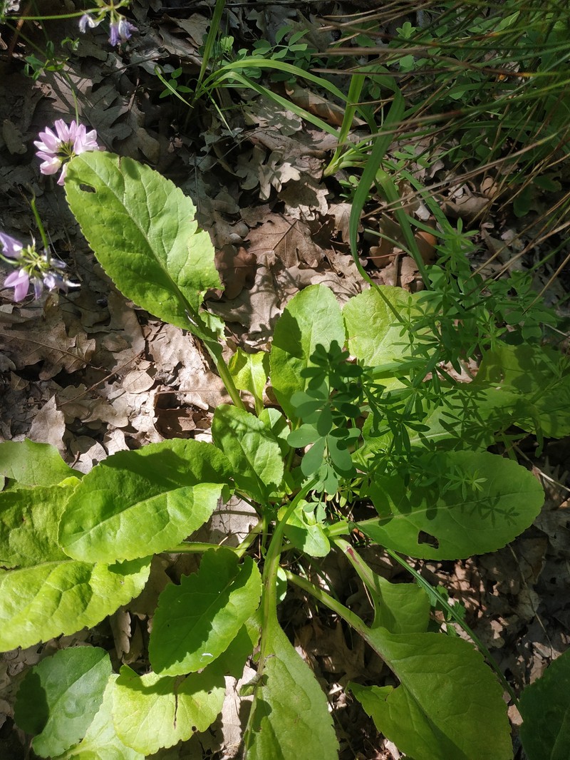 Solidago virgaurea subsp. taurica photo 3