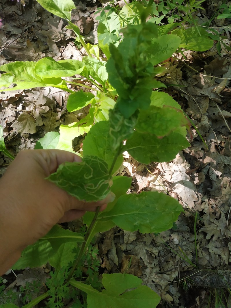 Solidago virgaurea subsp. taurica photo 4