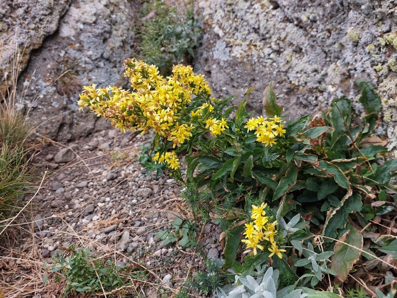 Solidago virgaurea subsp. taurica photo 5