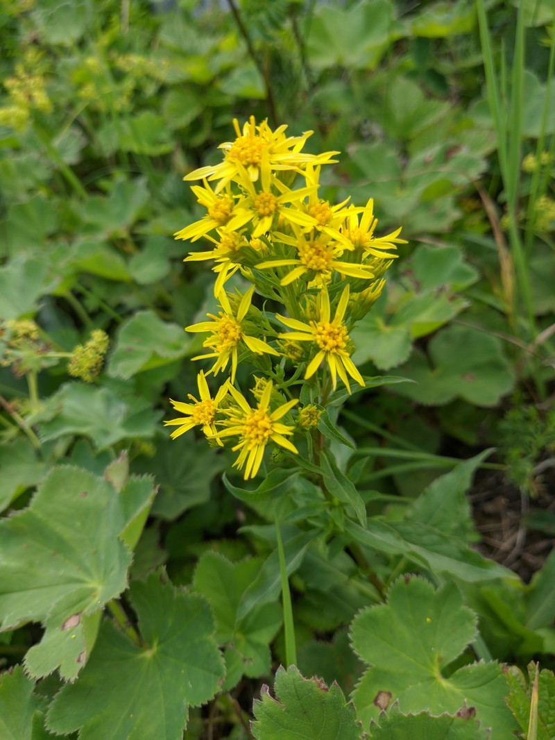 Solidago virgaurea subsp. taurica photo 6
