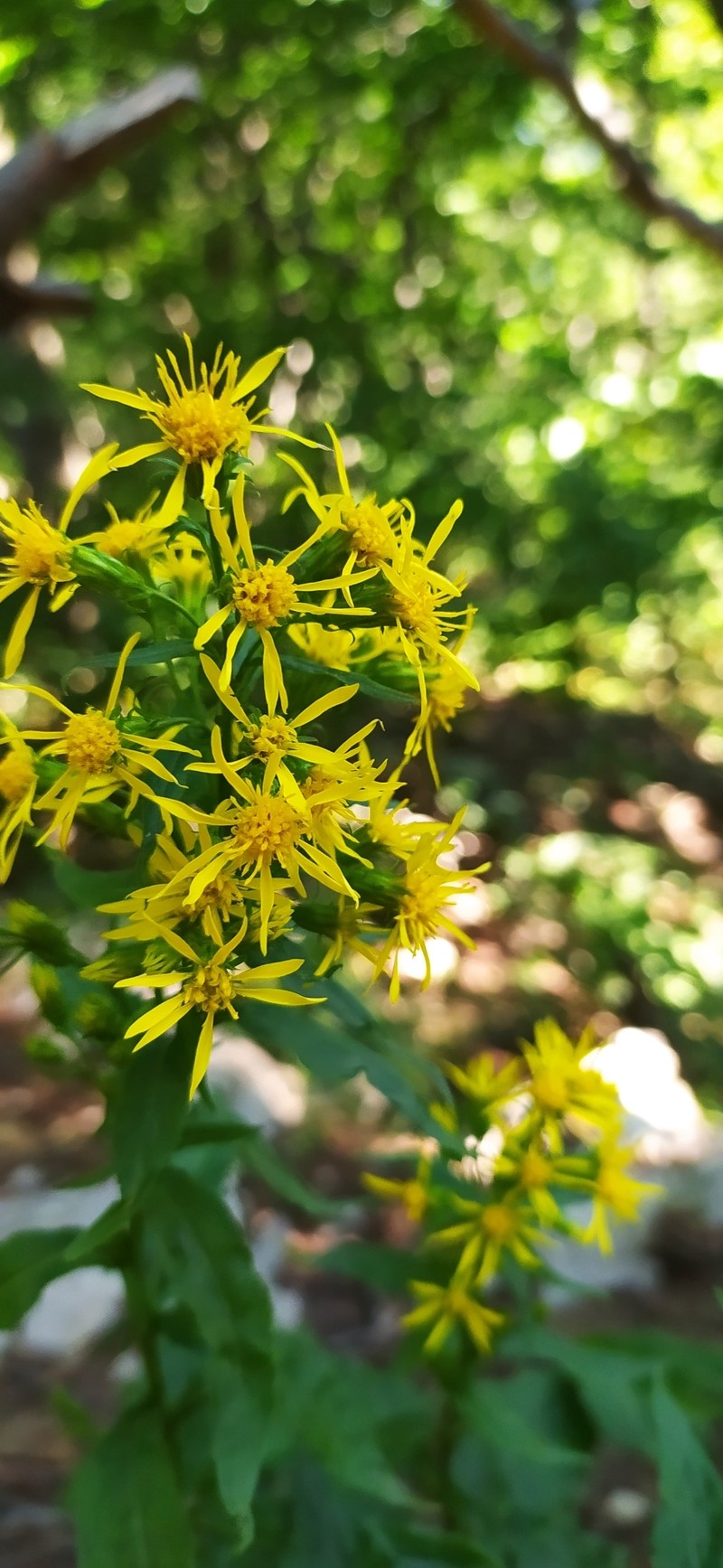 Solidago virgaurea subsp. taurica photo 7