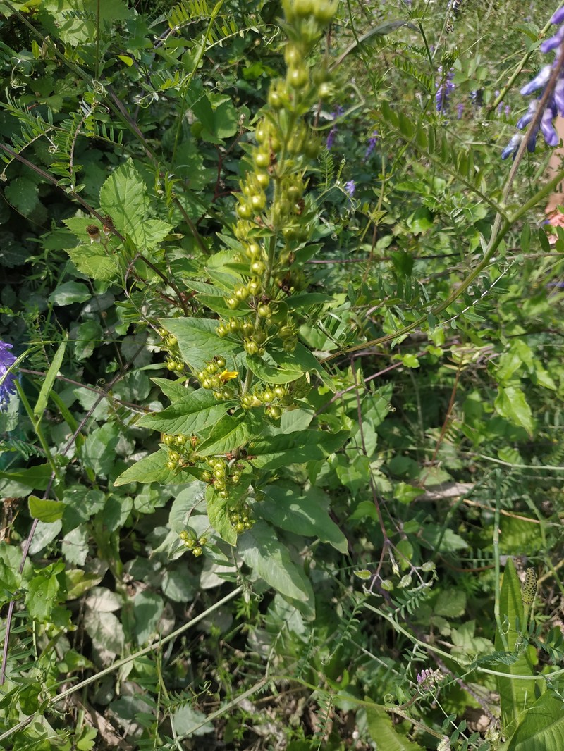 Solidago virgaurea subsp. taurica photo 8