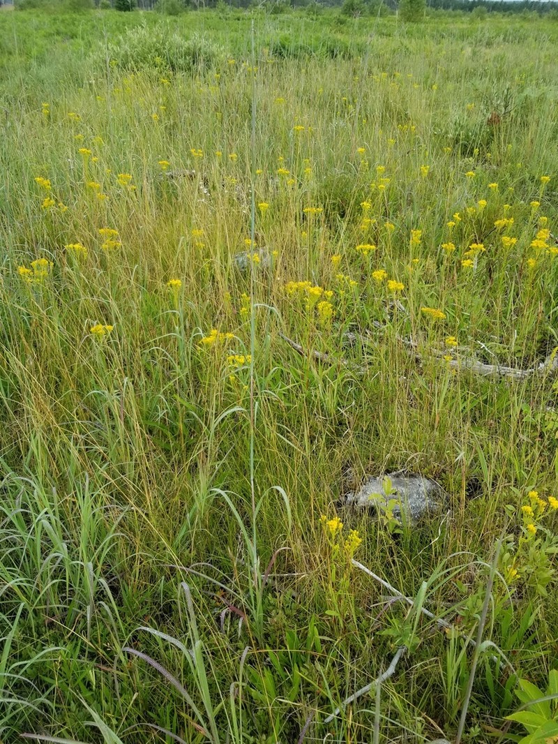 Solidago vossii photo 2