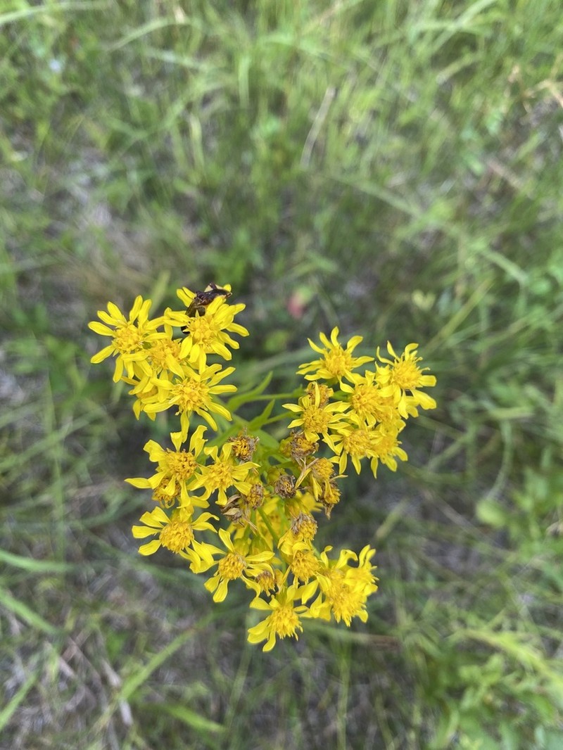 Solidago vossii photo 3