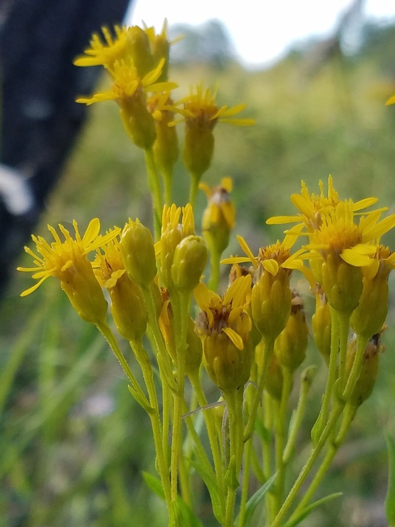 Solidago vossii photo 4