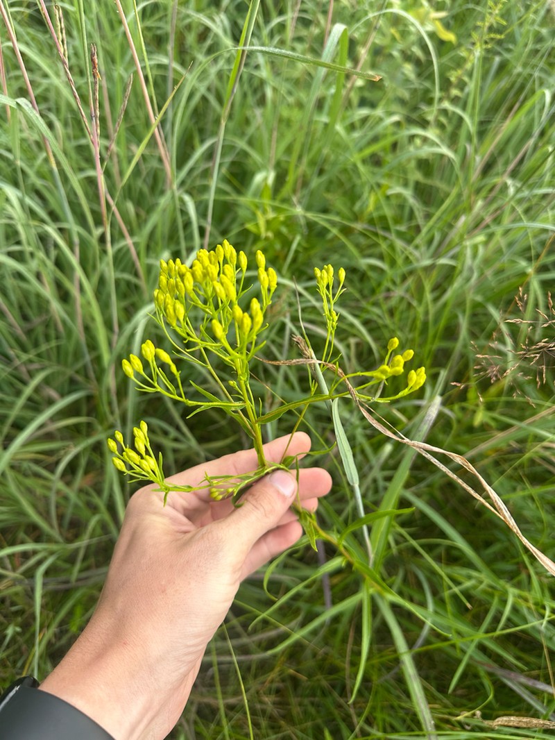 Solidago vossii photo 5