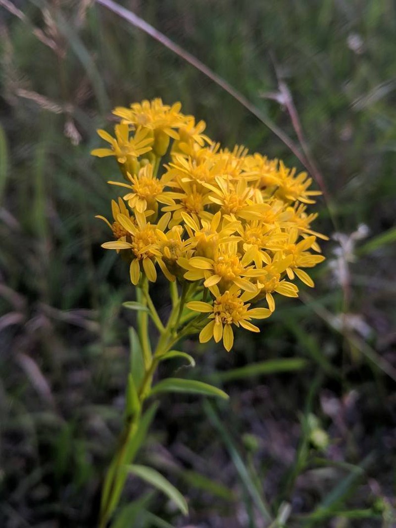 Solidago vossii photo 6