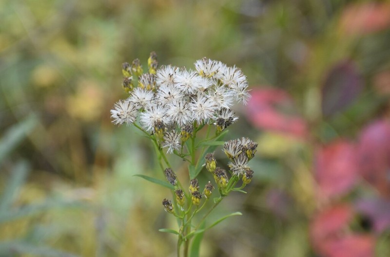 Solidago vossii photo 7