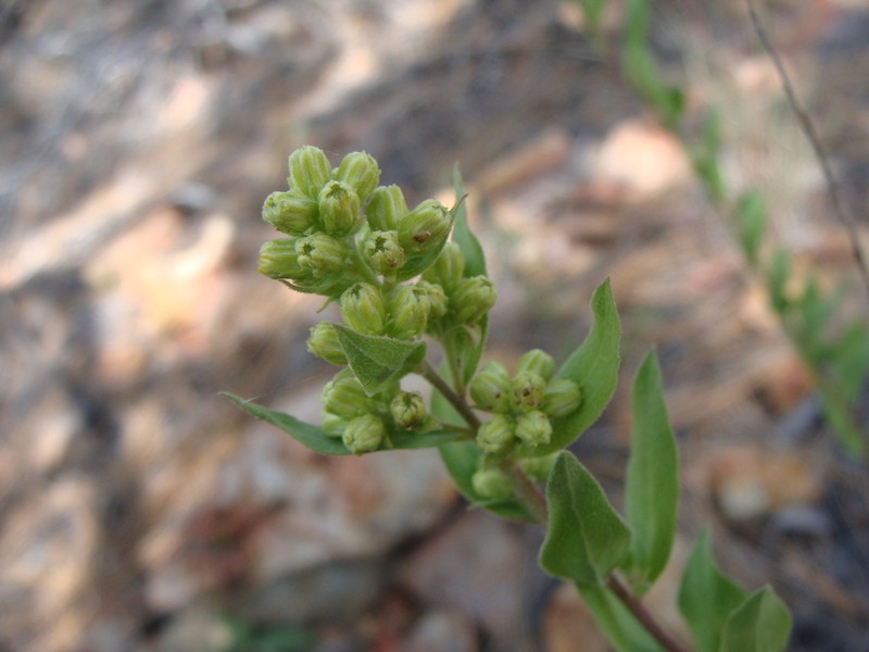Wright's Goldenrod photo 2